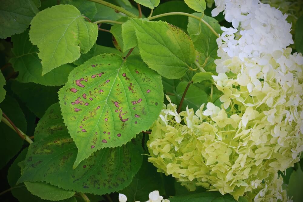 Manchas amarillas en hortensias: causas y soluciones