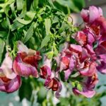 Manejo de enfermedades y plagas en snapdragons