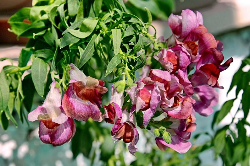 Manejo de enfermedades y plagas en snapdragons