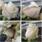 Medidas para prevenir y controlar la Botrytis en rosas