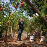 Mejor época para plantar árboles frutales en zona 7