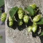 Mejor fertilizante para lúpulo y su aplicación