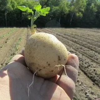 Mejor forma de plantar papas en trincheras y colinas
