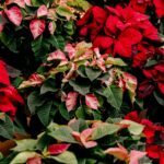Mejor forma de plantar semillas de Poinsettia y época adecuada
