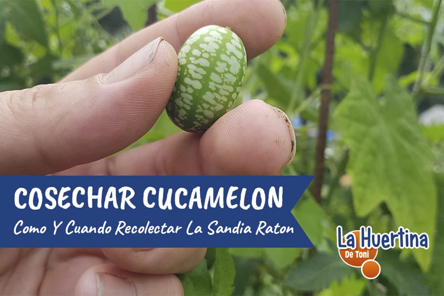 Mejor momento para cosechar cucamelones