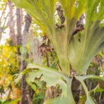 Mejor momento para fertilizar plantas de cuerno de alce