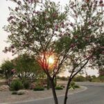 Mejor momento para plantar semillas de sauce en desierto