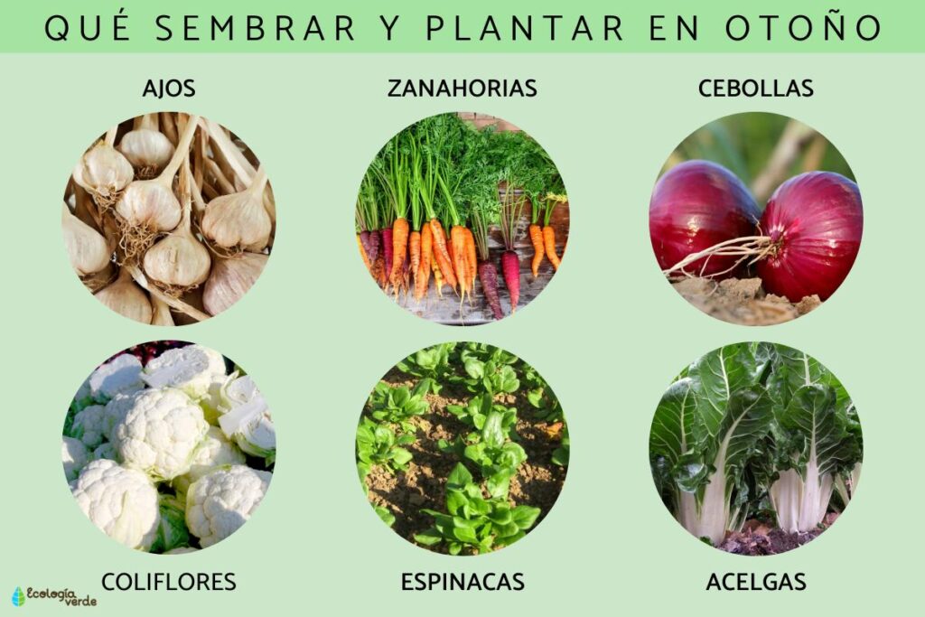 Mejor momento para plantar vegetales de otoño en zona 6