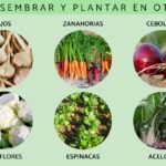Mejor momento para plantar vegetales de otoño en zona 6