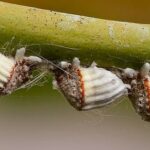 Mejor tratamiento para cochinilla acanalada en cactus