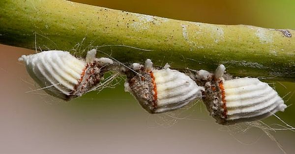 Mejor tratamiento para cochinilla acanalada en cactus