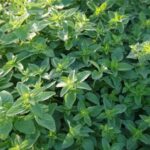 Mejorana: con qué plantas se lleva bien en el huerto