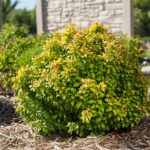Mejores alternativas nativas al agracejo para plantar