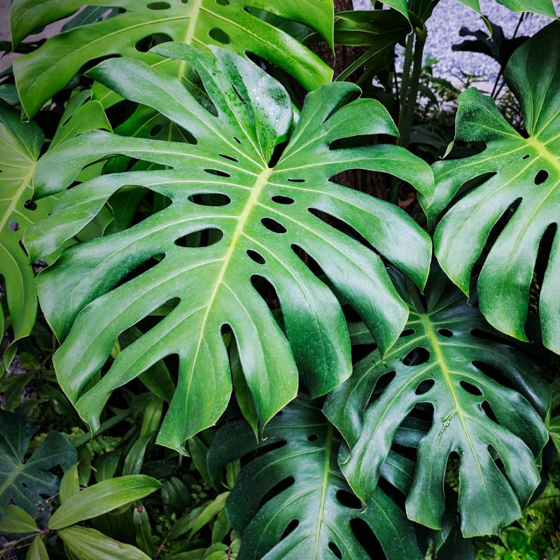 Mejores plantas de sombra y arbustos para la Zona 9 de Florida