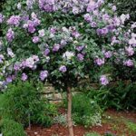 Mejores plantas para compañía al Árbol de las Altheas