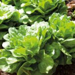 Mejores plantas para cultivar con lechuga en tu huerto