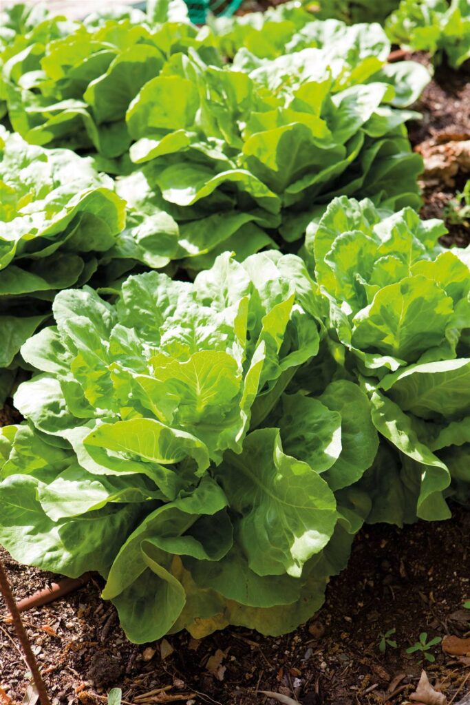 Mejores plantas para cultivar con lechuga en tu huerto