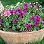 Mejores plantas perennes para calor intenso