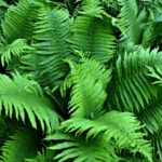 Mejores plantas perennes para sombra en Zona 3
