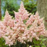 Mejores variedades de astilbe blancas para jardines altos