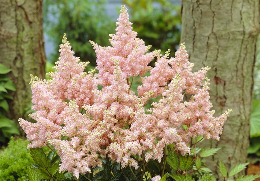 Mejores variedades de astilbe blancas para jardines altos