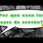 Mi croton está perdiendo hojas Pautas y consejos útiles