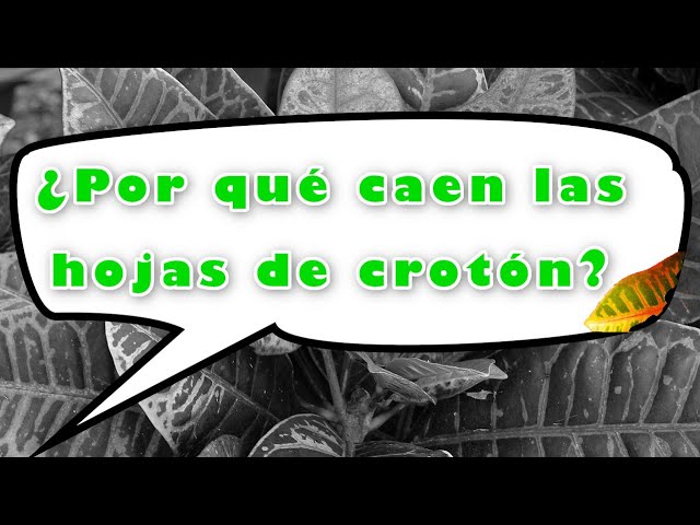 Mi croton está perdiendo hojas Pautas y consejos útiles