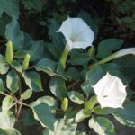 Moonflower y Datura: cuáles son sus diferencias principales
