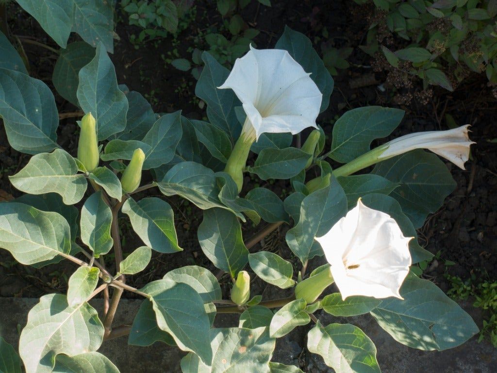 Moonflower y Datura: cuáles son sus diferencias principales