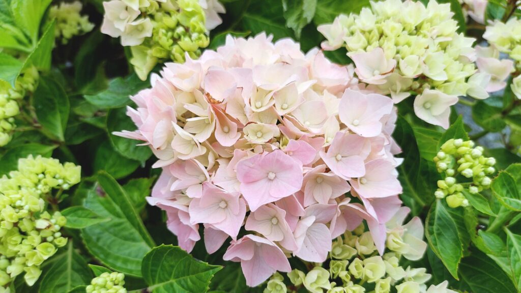 Mophead Hydrangea: Información y cuidados esenciales