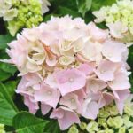 Mophead Hydrangea: Información y cuidados esenciales
