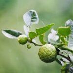 Necesitas consejos para cuidar tu árbol de lima kaffir