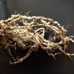 Nematodos en tomates: Cómo tratar las plantas afectadas