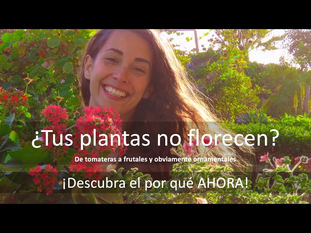No hay flores en una planta: Por qué una planta no florece