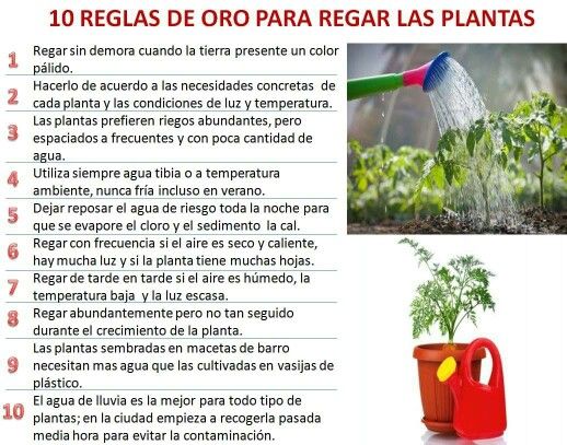 Normas que rigen propagación de plantas patentadas