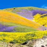 Octubre Wildflowers: Una Explosión de Color en la Tardor