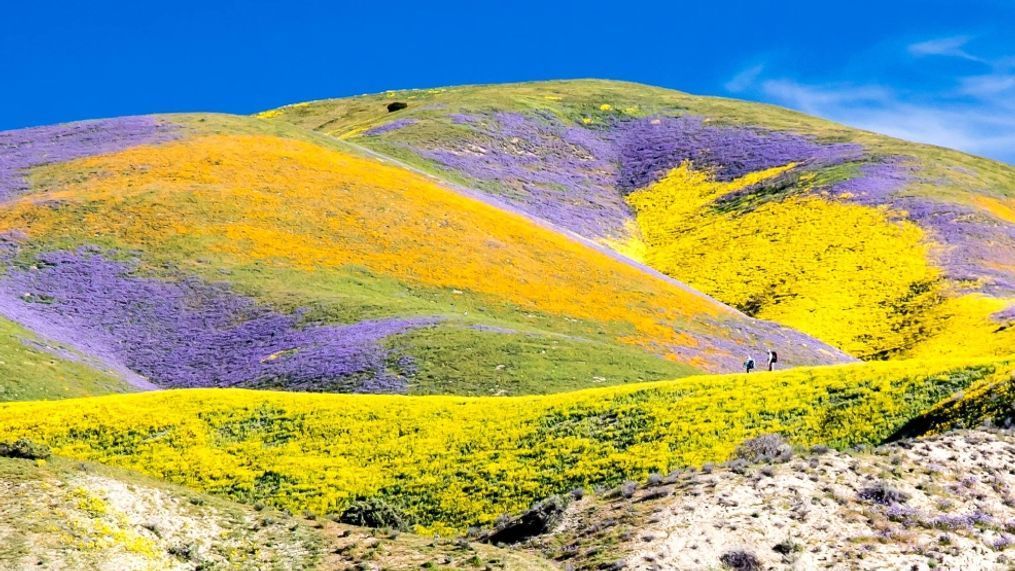 Octubre Wildflowers: Una Explosión de Color en la Tardor