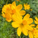 ¡Optimiza la floración podando cosmos de forma adecuada!