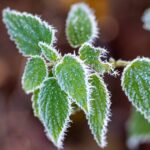 Oregano y demás hierbas: resistentes al invierno