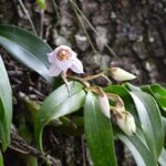 Orquídeas Silvestres: Información sobre Orquídeas Nativas