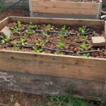 Pallet Collar Beds: Cómo crear un jardín elevado con palets
