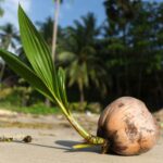 Palm Tree Seed Pod: Descubre Cómo Son y Cómo Germinan