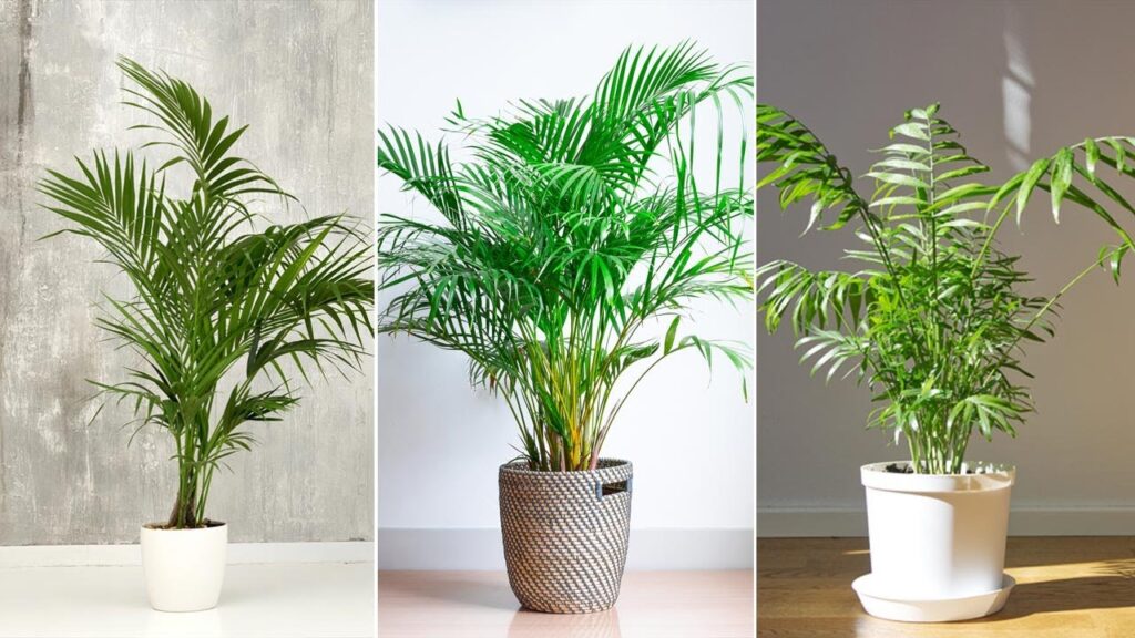 Parlor Palm Outdoor: Cómo cuidar las palmas en exteriores