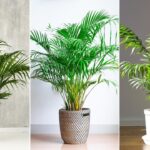 Parlor Palm Outdoor: Cómo cuidar las palmas en exteriores