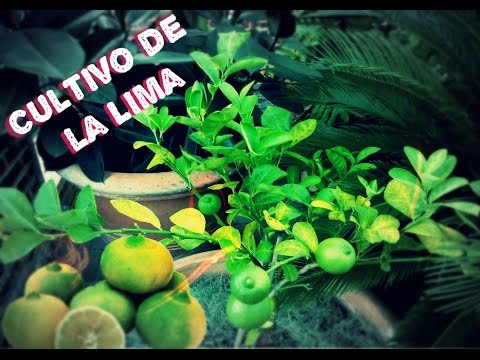 Pasos para cultivar árboles de limón dulce en casa