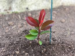 Pasos para hacer esquejes de Photinia con éxito