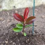 Pasos para hacer esquejes de Photinia con éxito