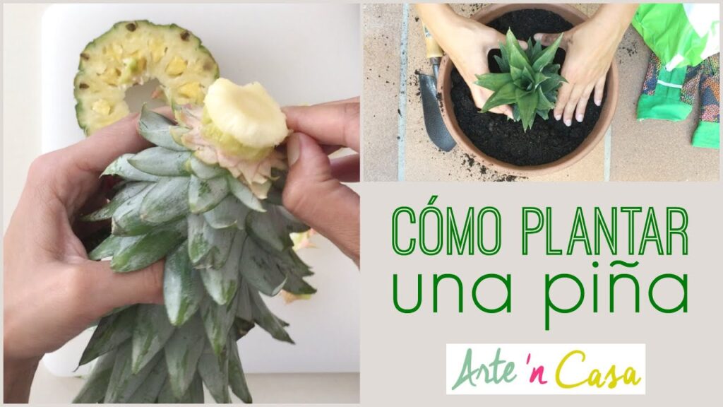 Pasos para plantar una corona de piña correctamente