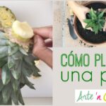 Pasos para plantar una corona de piña correctamente