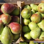 Perales ornamentales vs frutales: en qué se diferencian